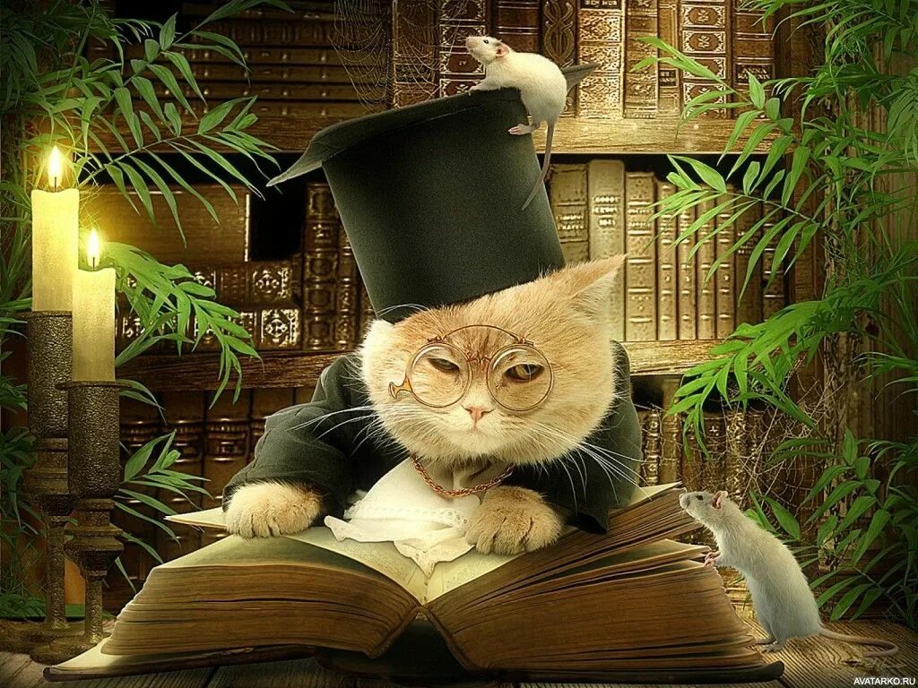Котик учит