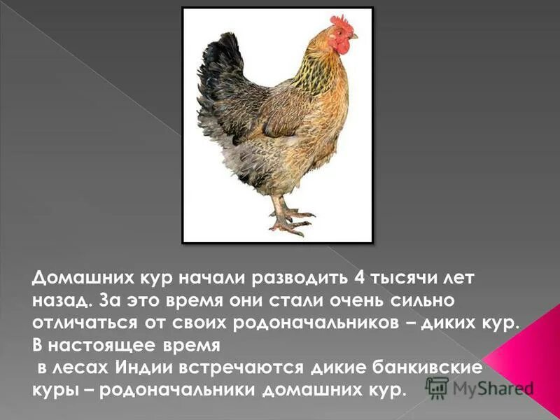 Происхождение курицы