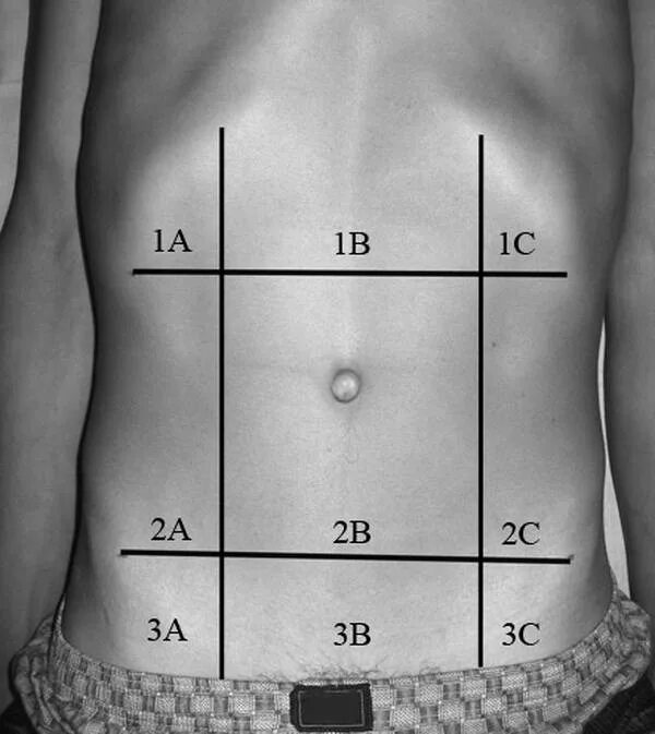 Области живота. Эпигастральная область желудка. Левая подреберная область. Что такое эпигастральная область у человека. Веса в области живота и