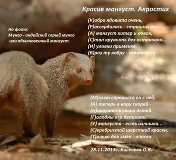 Рассказ мангуст