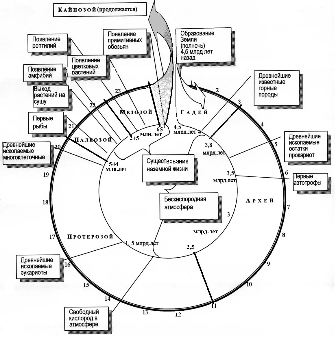 История земли ли. Схема эволюции жизни на земле. Хронологическая схема земли. Хронология биологической истории земли схема. История развития земли.