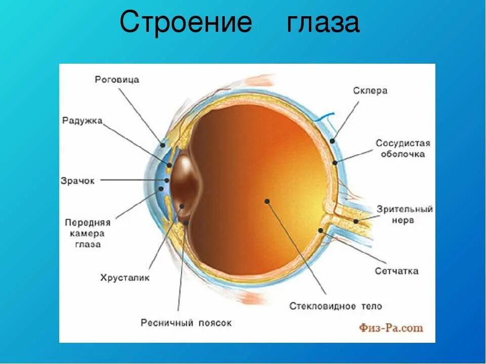 Оболочки глазного яблока у человека. Строение глаза роговица радужка. Строение глазного анализатора. Строение оптического аппарата зрительного анализатора. Внутренняя оболочка глаза сетчатка.