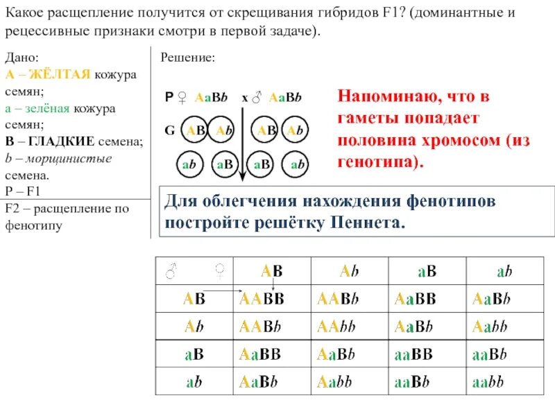 Дигибридное скрещивание какое расщепление. Задачи на моногибридное и дигибридное скрещивание. Дигибридное скрещивание задачи генотипы. Дигибридное скрещивание задачи 10. Задачи на дигибридное скрещивание 15.