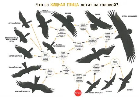Птицы какие определение