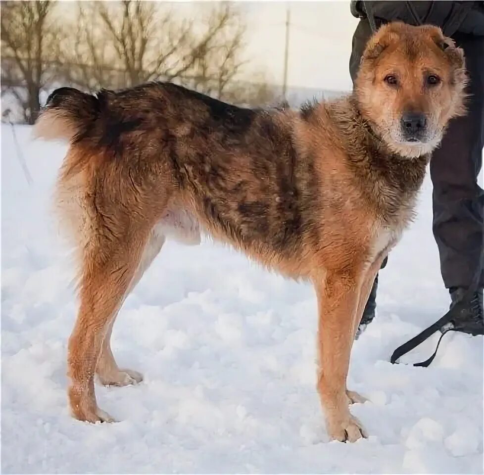 Алабай скрещенный