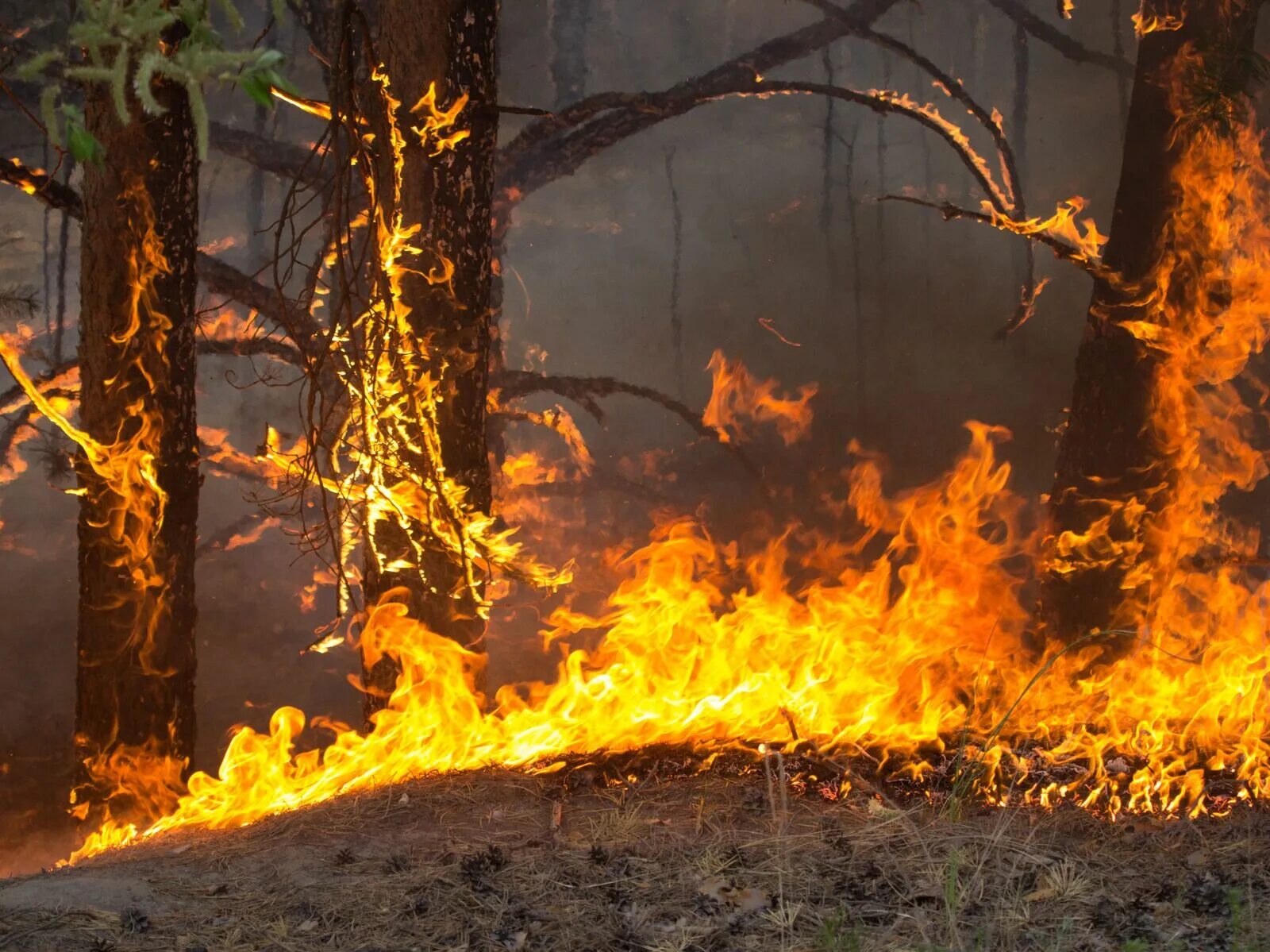 Лесные пожары. Лес в огне. Пожар фото. Лесные пожары в Челябинской области.