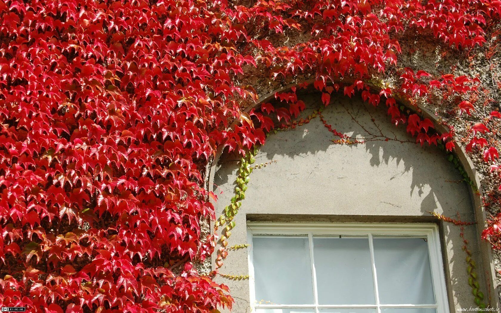 Красный плющ. Виноград девичий/Parthenocissus. Виноград триостренный вича. Плющ девичий виноград.