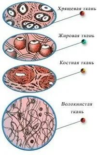 К какому виду ткани относится костная ткань