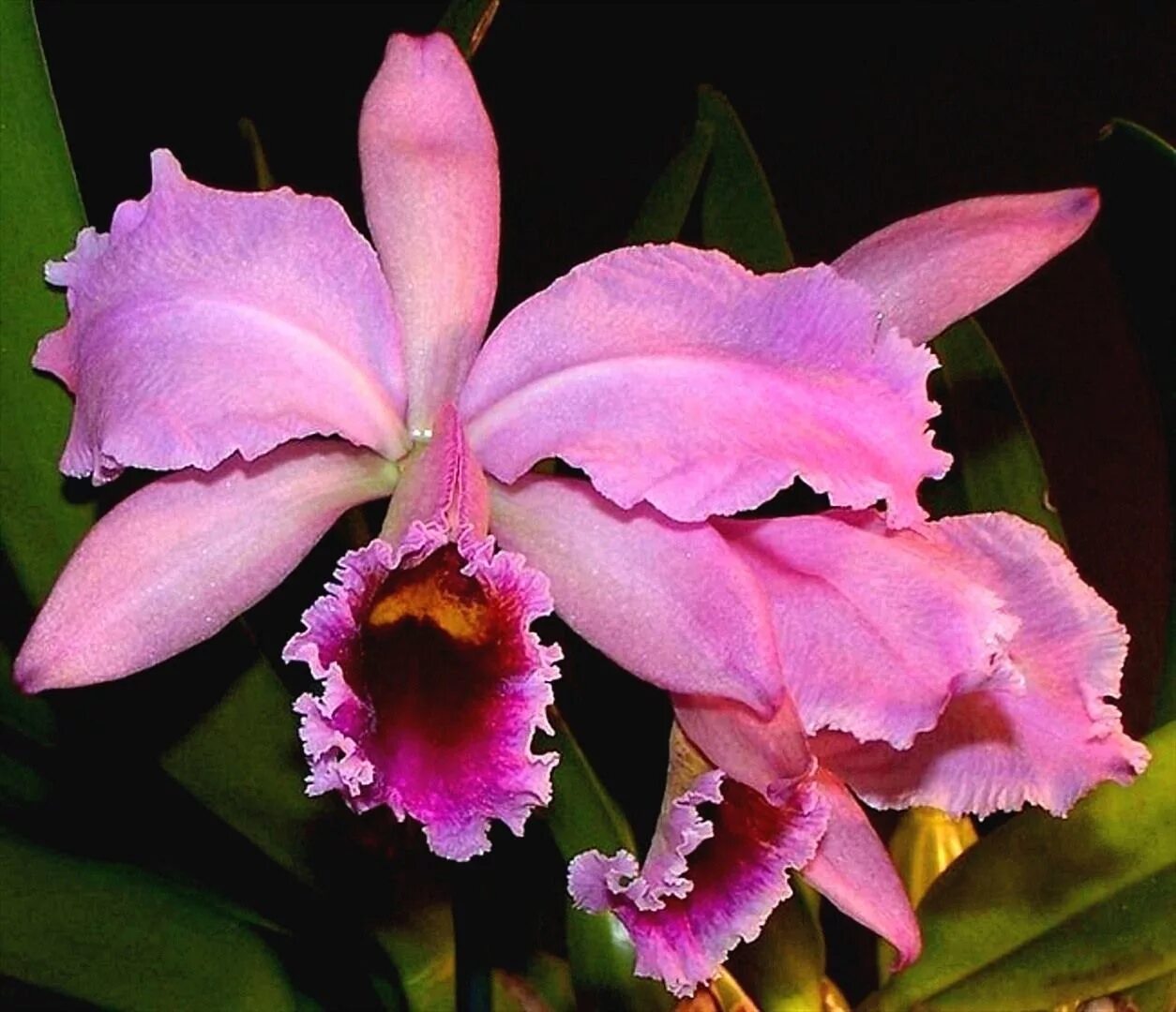 Катлея Орхидея Каттлея. Дикая Орхидея Каттлея. Фаленопсис Каттлея.