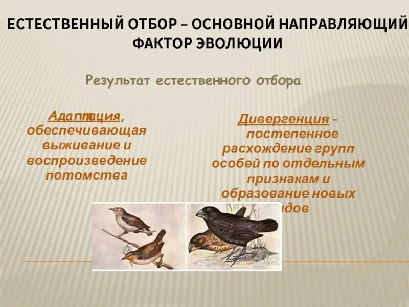 Основной естественного отбора является. Формы отбора теория дарвина. естественный отбор главный фактор эволюции. основы теории естественного отбора. эволюционная теория естественный отбор.