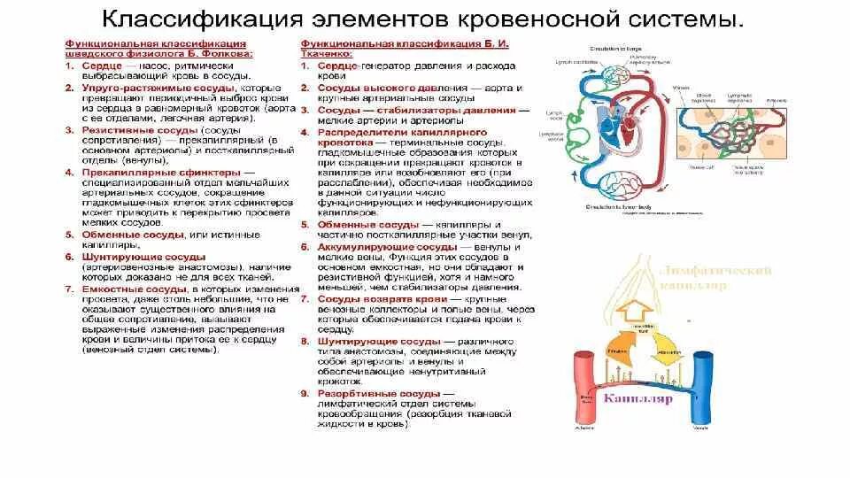 Функциональная классификация кровеносных. Классификация сосудов. классификация кровеносных сосудов. классификация кровеносной системы. функциональная классификация кровеносных сосудов по фолкову.