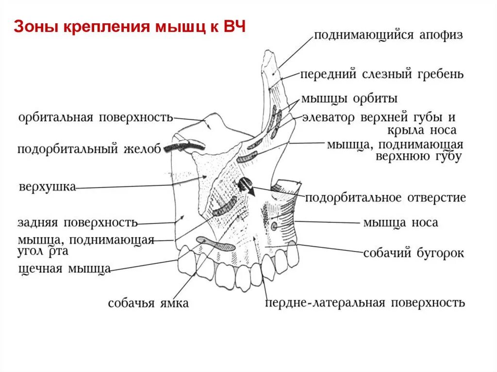 Клыковая ямка. Собачья ямка анатомия. Собачья ямка верхней челюсти.