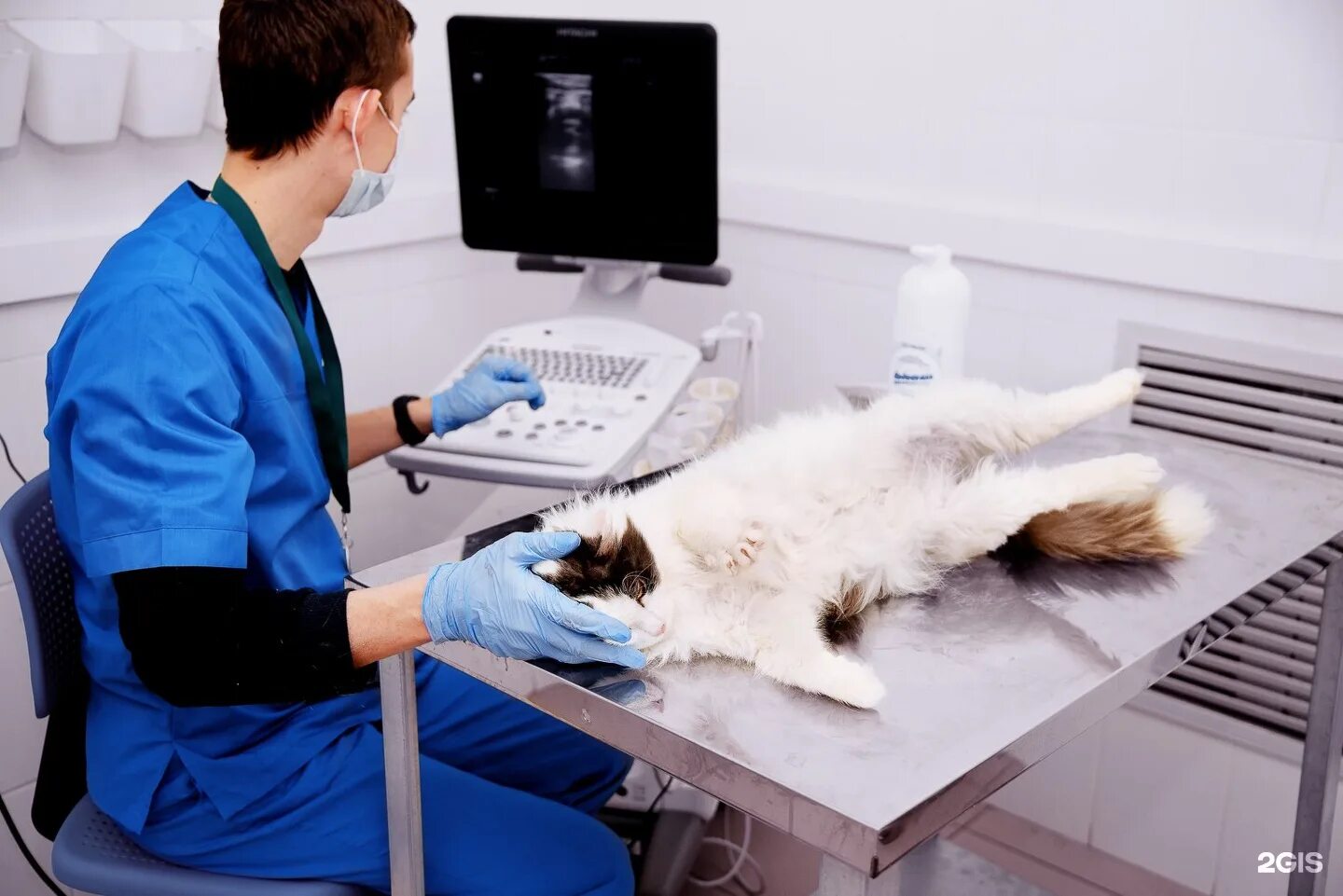 Лель ветеринарная клиника нижний новгород. Ветеринар нижний. Ветеринар нижний. Ветеринар нижний. Ветеринар нижний.