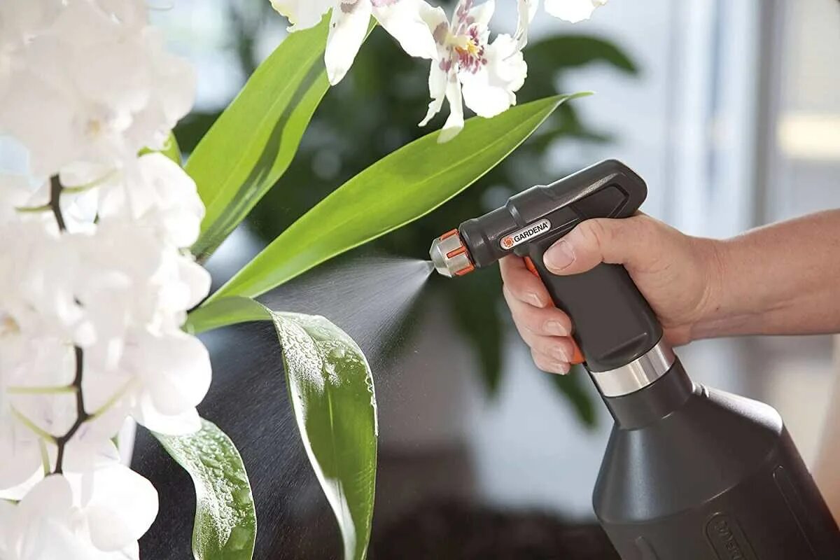 Орхидея можно опрыскивать. Пересадить орхидею. Орхидея можно опрыскивать. Полив орхидей в домашних. Уход за орхидеей в домашних условиях зимой.