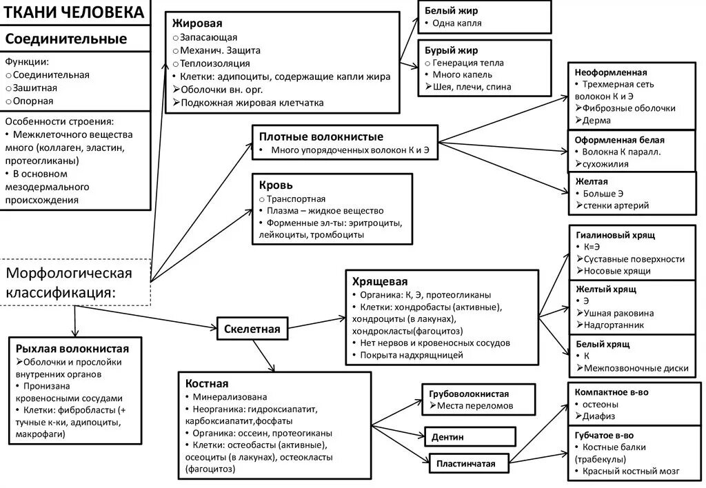 Соединительная ткань человека таблица. Эпителиальная ткань и соединительная ткань таблица. Ткани человека и их функции таблица. Типы тканей человека таблица. Заполните таблицу ткани человека