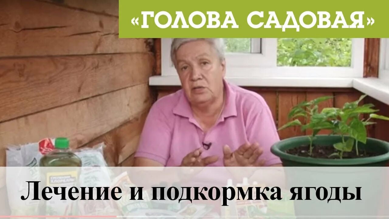 Голова садовая подкормки. Голова садовая подкормки. Голова садовая тетя таня 2021. Голова садовая блоггер. Какой фрукт или овощ на руси называли "голова садовая"?.