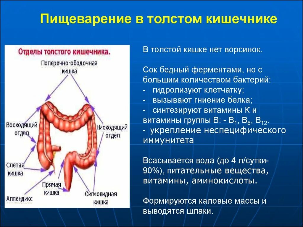 Ферменты пищеварительного сока толстой кишки. Пищеварительная система процессы толстый кишечник. Пищеварение в толстом кишечнике физиология. Процессы толстой Кинуе. Толстая кишка среда