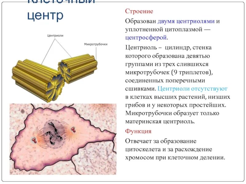 Клеточный центр признаки. Строение клетки клеточный центр строение и функции. Клеточный центр структура и функции. Центриоли клеточного центра функции. Клеточный центр и центриоли строение и функции.