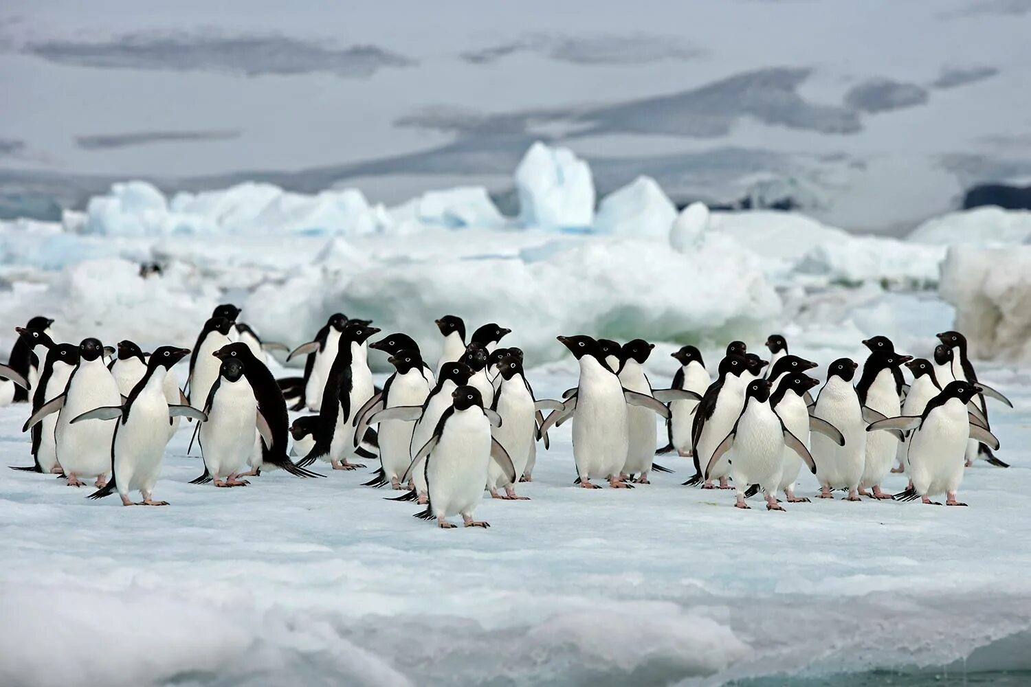 Ушуайя антарктида. Ушуайя остров пингвинов. Аргентина пингвины Ушуайя. Penguin Южные Шетландские острова.