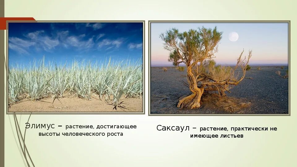 Воздушные массы полупустынь и пустынь. Воздушные массы полупустынь и пустынь