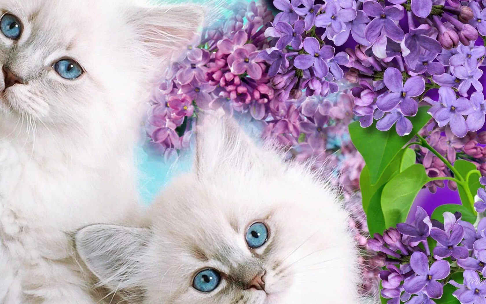 Кошки сиренью. Красивые кошки. Красивые котята. Котенок в цветах. Картинки на рабочий стол котята.