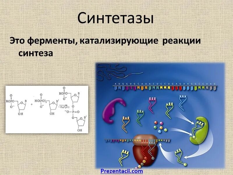 Гидролазы ферменты. Синтетазы. Гидролазы химическая структура. Гидролазы примеры ферментов.