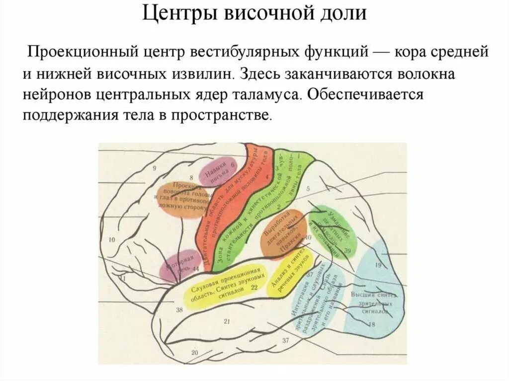 Локализация сенсорных функций в коре больших полушарий.. Проекционные зоны анализаторов. Зона в височной доле коры головного мозга. Характеристика локализации функций в коре больших полушарий. Височная функция мозга