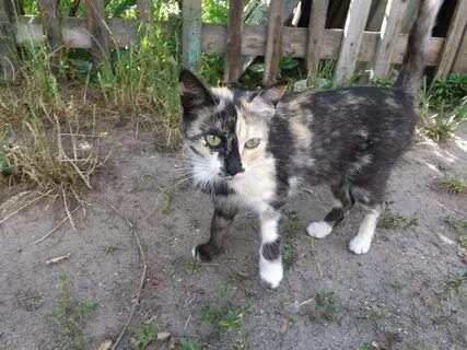 Домашняя беспородная кошка