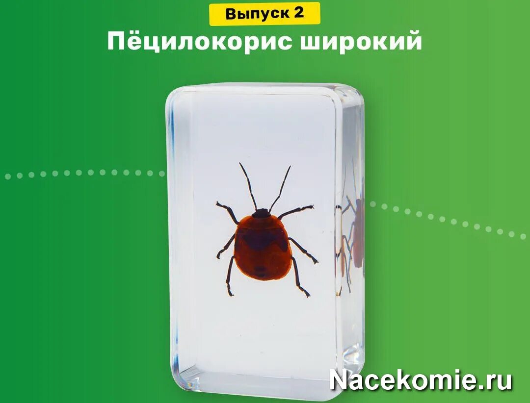 Ученый по жукам и паукам 9 букв