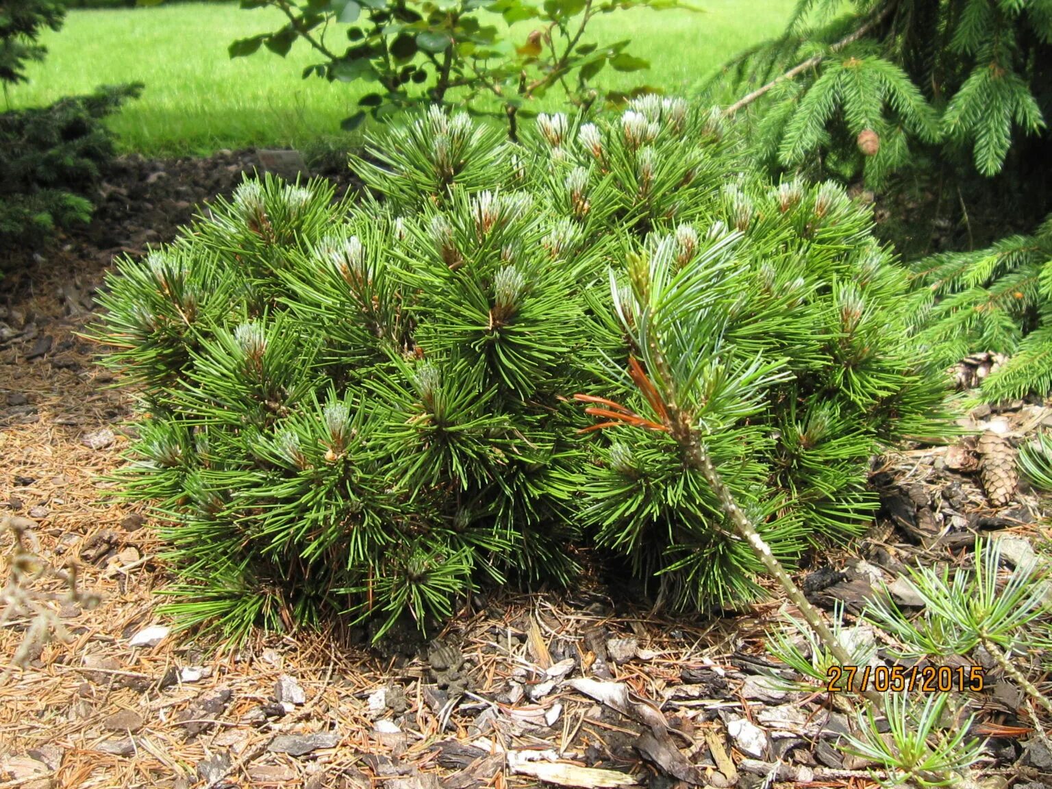 Pinus heldreichii smidtii сосна белокорая шмидта. Сосна гельдрейха компакт джем. Сосна гельдрейха smidtii. Сосна гельдрейха компакт джем. Сосна малинки.