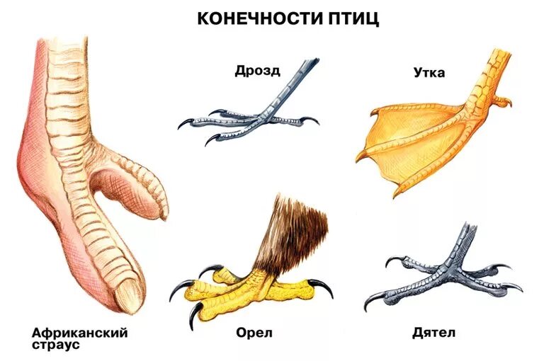 Строение задней конечности птицы. Строение стопы птицы. Строение ноги птицы. Лапы птиц.