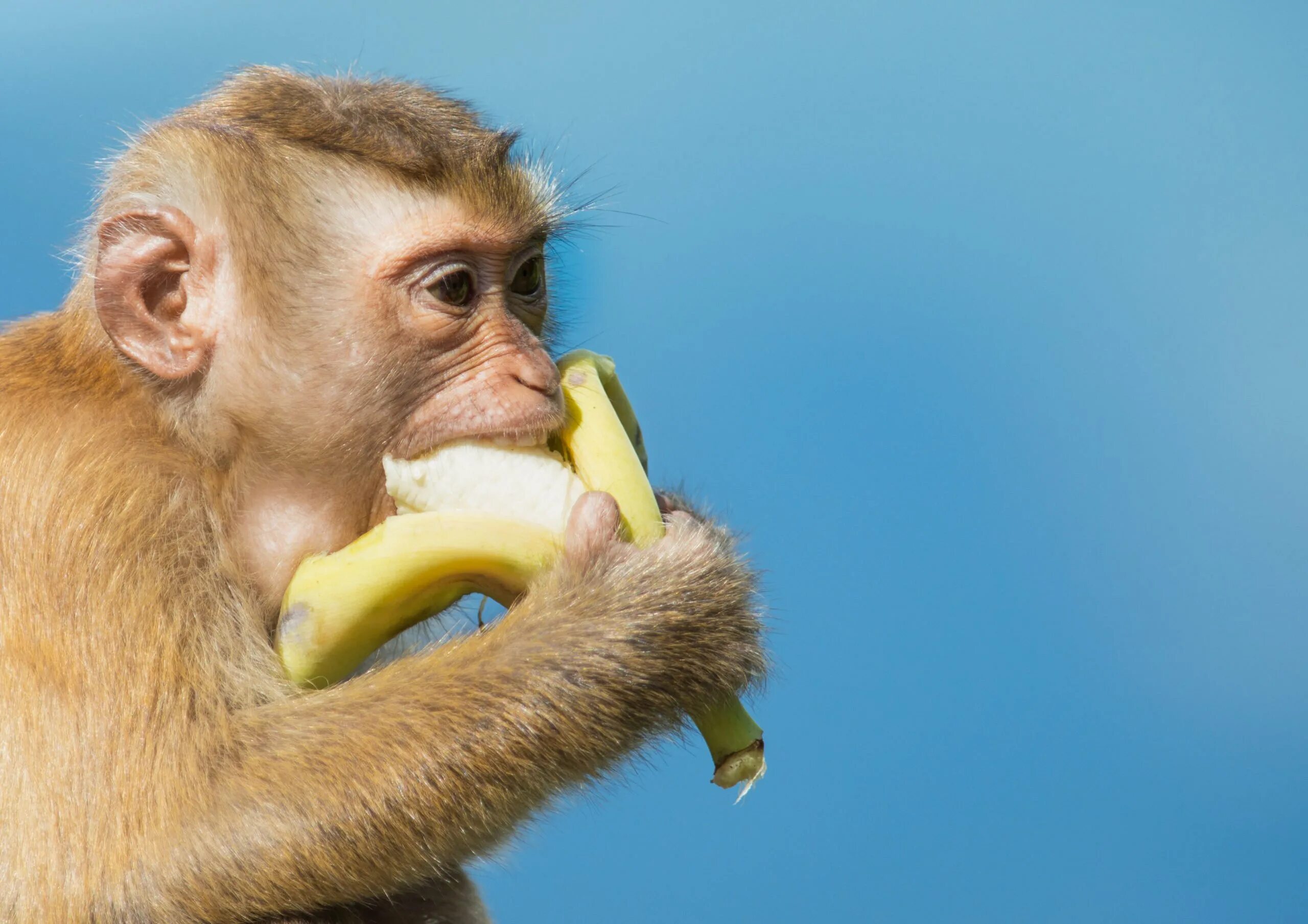Сколько бананов едят обезьяны. Макака с бананом. Обезьяна кушает банан. J,tpmzyf c ,fuyfyfvb. Фото обезьяны с бананом.
