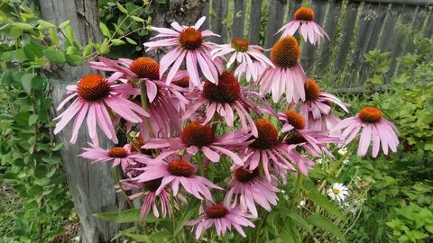 Эхинацея echinacea purpurea purpurea