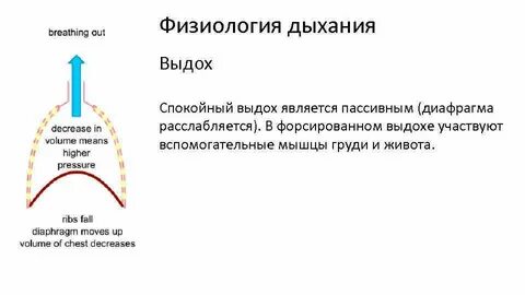 Дыхание физиология