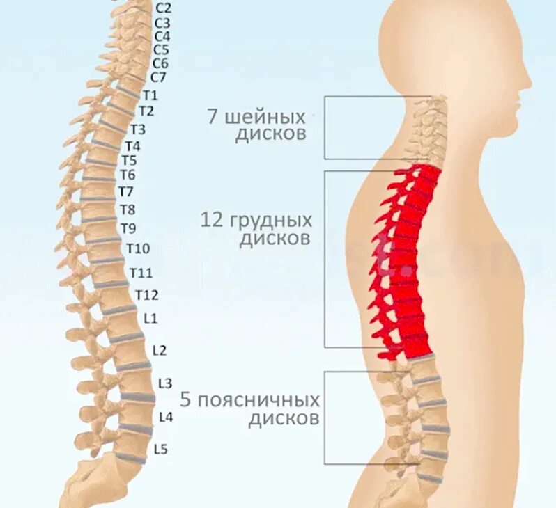 Грудной отдел позвоночника th4-th5. Остеохондроз грудного отдела позвоночника th4-th8. Т9 позвонок грудного отдела. Th5-th12 позвонка. Остеохондроз с7