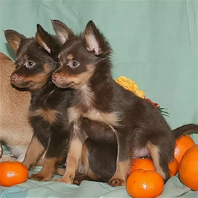 гарден плантс питомник. элитные питомники. питомник роз трегубова николая. питомник той терьеров во владимире. элитные питомники.