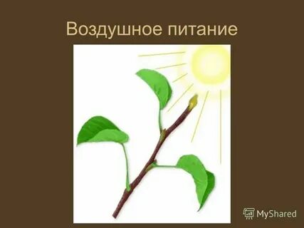 Зеленый лист орган воздушного