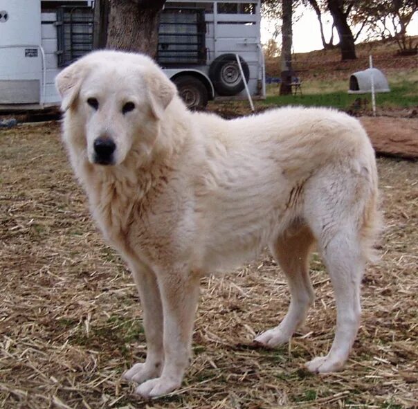 Как выглядит собака акбаш Big Akbash Dog