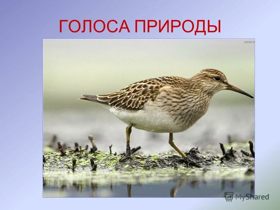 какой кулик свое болото хвалит. какой кулик свое болото хвалит. каждый кулик своё болото хвалит. всяк кулик свое болото хвалит. поговорка каждый хвалит свое болото.