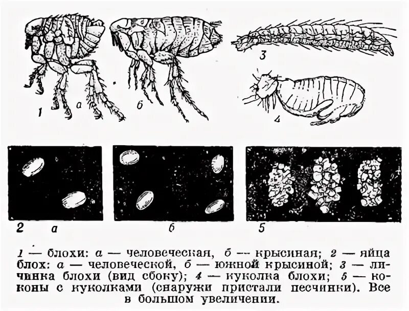 Блоха задание егэ