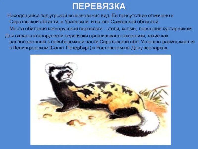 Как выглядит перевязка. Хорь-перевязка красная книга. хорь перевязка красная книга краснодарского. перевязка (перегузна). хорь перевязка красная книга краснодарского края краткое описание.