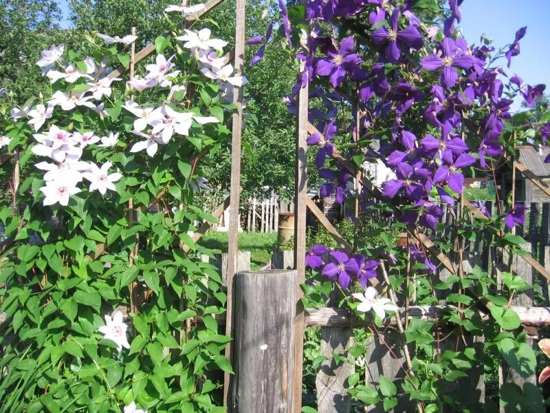 Как быстро растет клематис. Клематис валенбург. клематис clematis &#039;denny&#039;s double&#039;. клематис андре леруа.