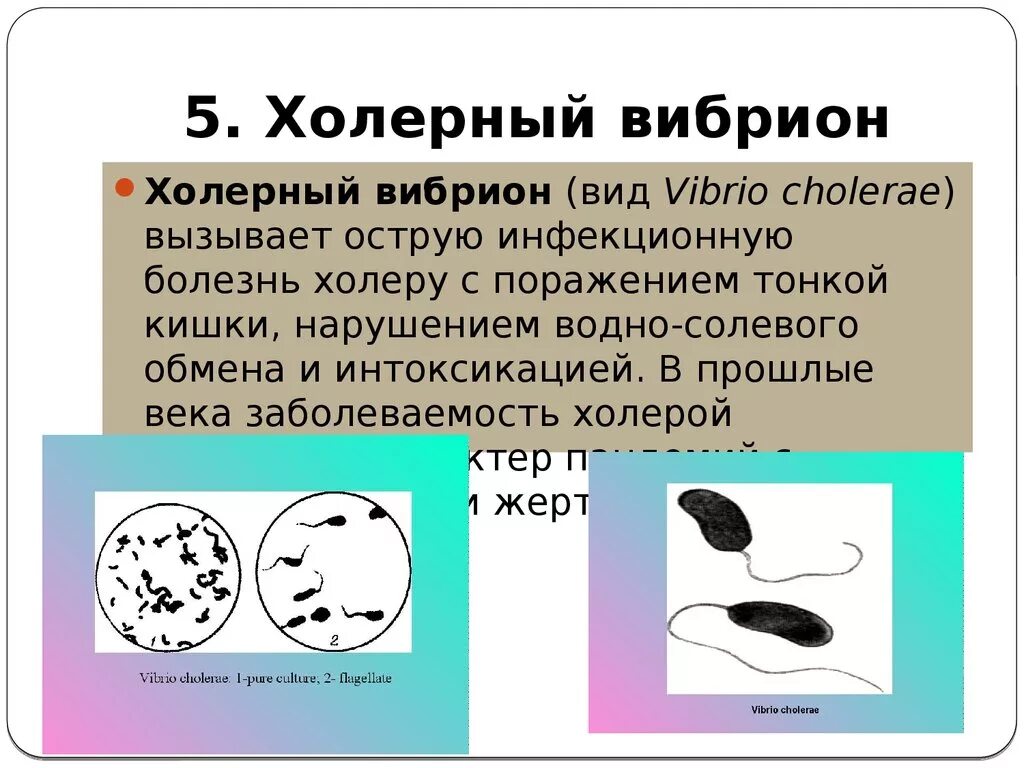 Известно что холерный вибрион вид подвижных. Вибрион холеры строение. Холерный вибрион микробиология. Холерный вибрион (Vibrio cholerae). Рассказ про холерный вибрион.