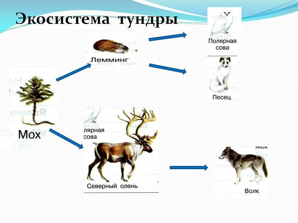 Цепь питания в тундре. Схема цепи питания характерной для тундры. Цепь питания в тундре 4. Цепь питания характерная для тундры 4 класс. Комплексная работа северный олень