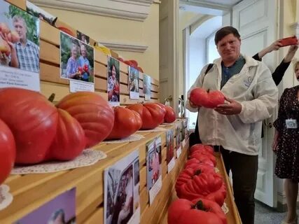 Когда день помидора в минусинске