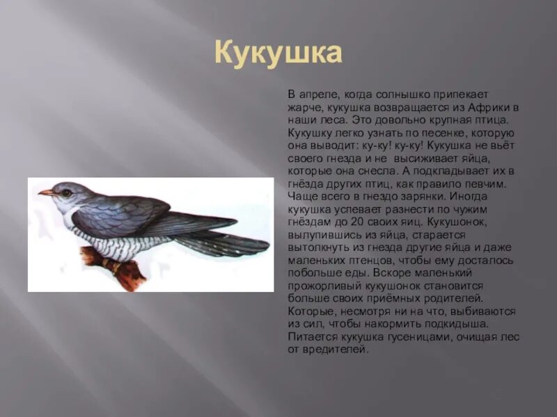 Почему кукушка просит прилетевшего. Кукушка презентация. сведения о жизни кукушки 2 класс. кукушка презентация для детей. рассказ о кукушке.