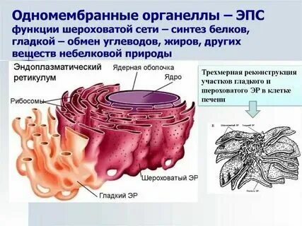 Функции эпс биология