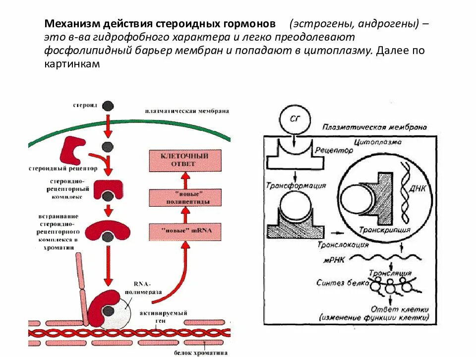 Обработка клеточной массы гормонами высаживание изолированных. Стероидные гормоны схема действия биохимия. Схема действия белково-пептидных гормонов. Схема механизм действия пептидных гормонов.