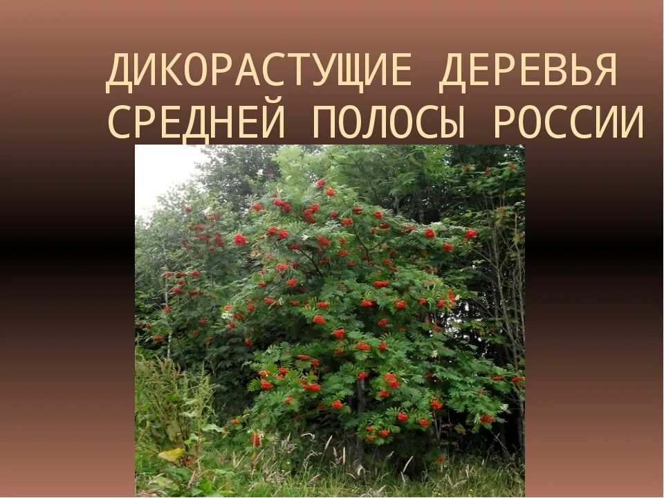 Кустарник дикорастущий названия 2 класс. Дикорастущие деревья. дикорастущие растения деревья. дикорастущие деревья и кустарники. дикорастущие деревья названия.