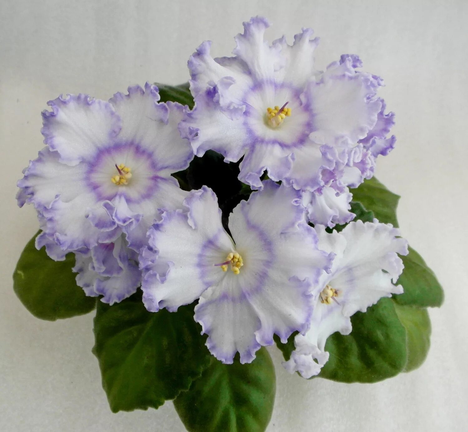 фиалка девочка моя синеглазая